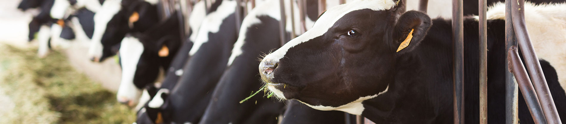 Dairy supplies, South and West Yorkshire